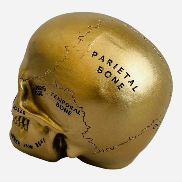 Paranormal Skull ASHLAND Gold Pentagram Map Skull Statue Halloween Witches Lair - Picture 6 of 7